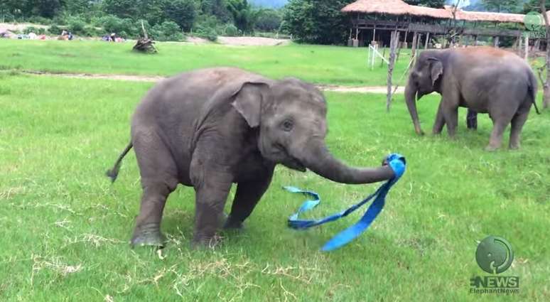 O elefante parecia fazer passos de ginástica rítmica com uma fita, que era uma mangueira de água