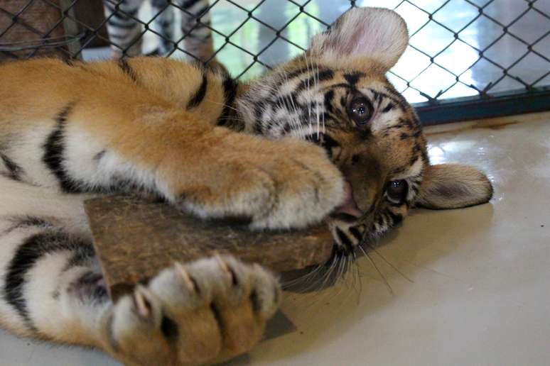 Bangkok &eacute; uma cidade de contrastes. Arranha-c&eacute;us ao lado de barracos com telha de lat&atilde;o; sistema de metr&ocirc; mais moderno e limpo do que muitas cidades europ&eacute;ias, contraposto por um tr&acirc;nsito ca&oacute;tico (com m&atilde;o inglesa) de tuk-tuks e motos