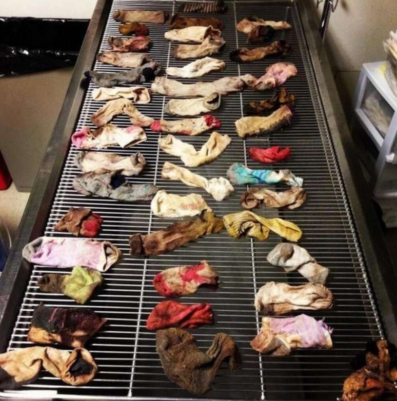<p>O cão teve de ser submetido a um procedimento cirúrgico para que os veterinários pudessem extrair as meias que ele havia engolido</p>