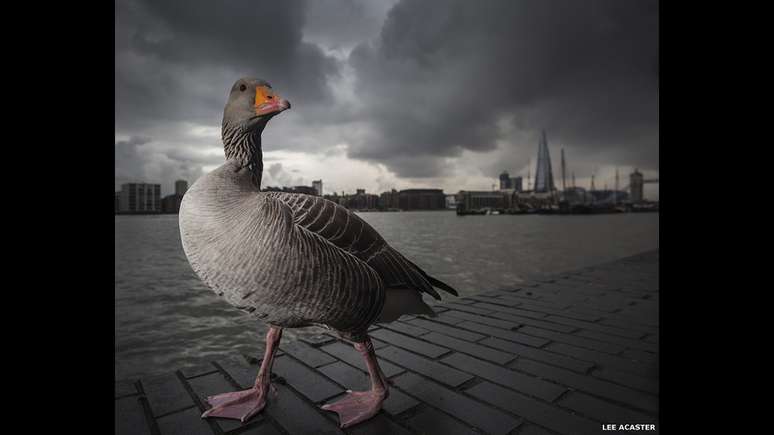 Um ganso sob o céu tempestuoso de Londres, às margens do rio Tâmisa, foi a foto vencedora do Prêmio de Fotografia de Vida Selvagem Britânica, que reúne trabalhos que mostram a beleza e diversidade da vida selvagem no país. A imagem é do fotógrafo Lee Acaster.