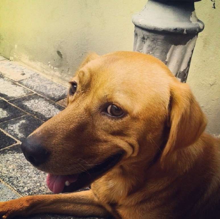 Cachorros de rua