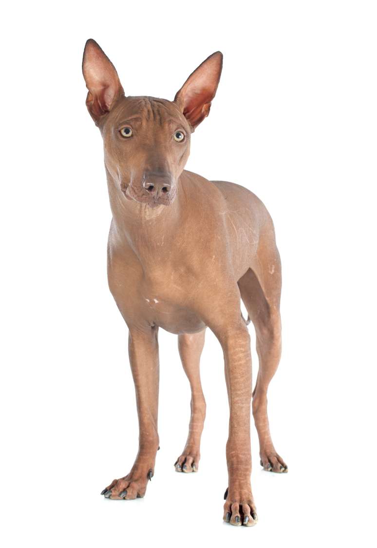 Cão Pelado Peruano