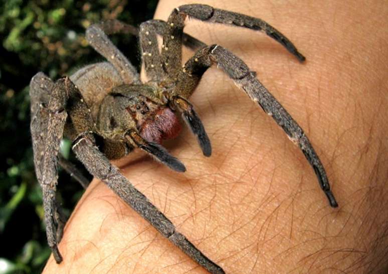 <p>Aranha armadeira é brasileira, mas também costuma ser encontrada na Costa Rica, no Equador e na Colômbia</p>