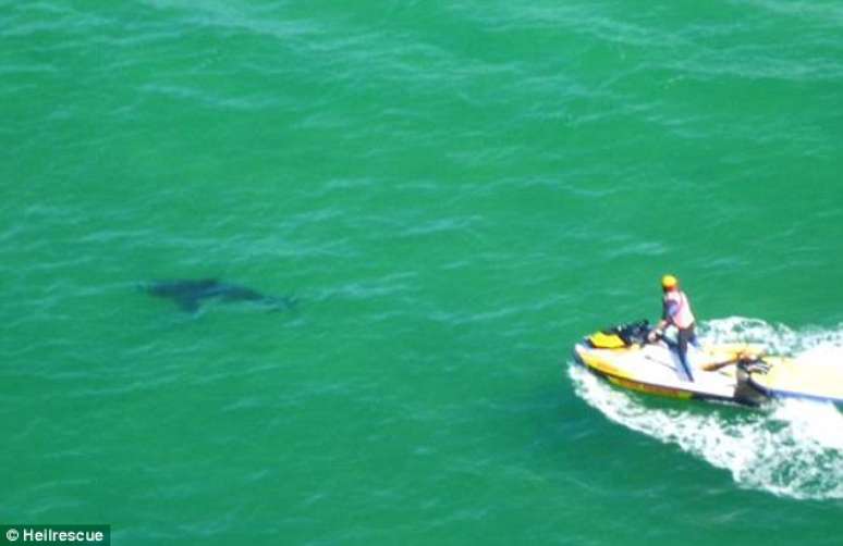 <p>Tubar&atilde;o branco que atacou Paul&nbsp;foi visto na praia australiana (em imagem)</p>