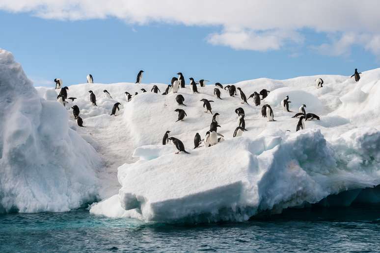 Cruzeiro em parceria com BBC Earth irá explorar a Antártica em dezembro