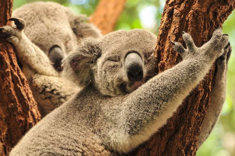 <p>As autoriedades explicaram que as coalas estavam sofrendo no Cabo Otway porque não eram saudáveis e passavam fome</p>