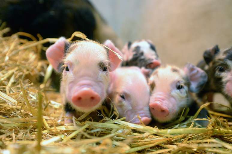Autoridades britânicas alertam para as dificuldades de se manter um porco em casa