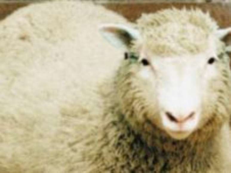 <p>Ovelha Dolly foi o primeiro mamífero a ser clonado em laboratório</p>