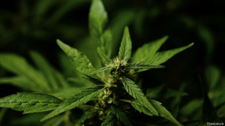 <p>O Executivo da Jamaica&nbsp;pretende estabelecer ind&uacute;strias de maconha medicinal no pa&iacute;s</p>