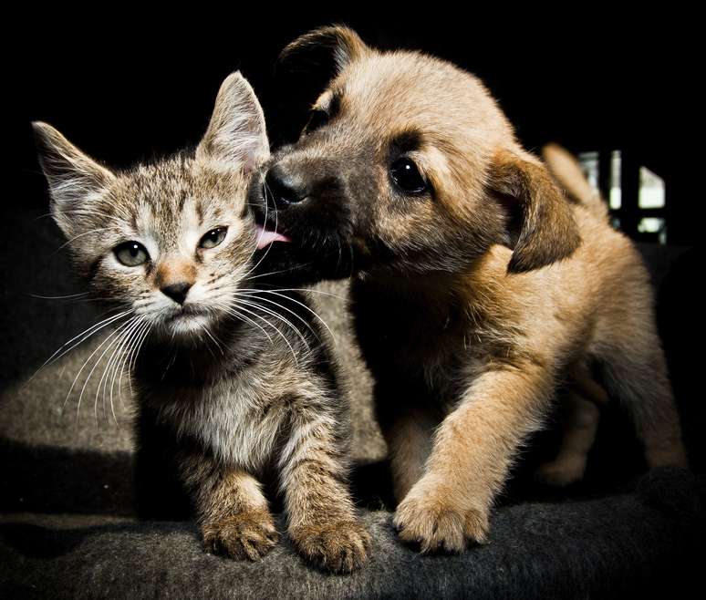 <p>Cachorros e gatos são autores de histórias de surpreendente sensibilidade</p>