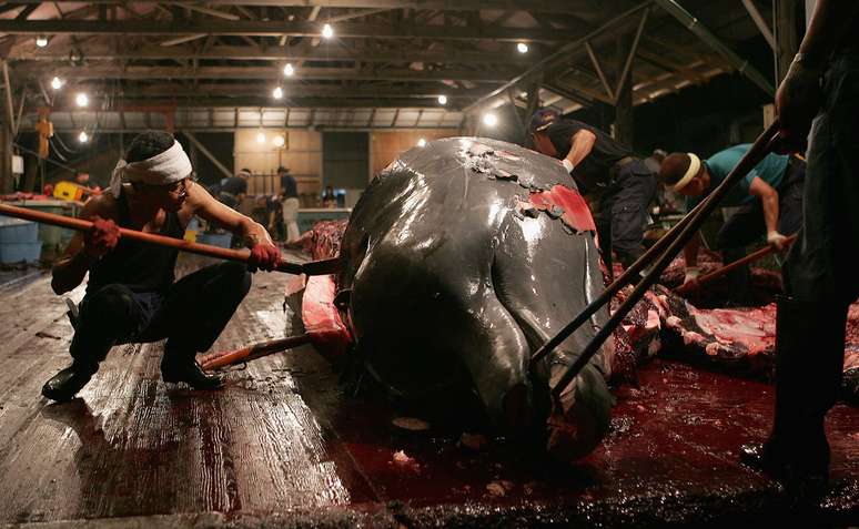 Japoneses limpam e cortam baleia caçada; consumo tem diminuído no país