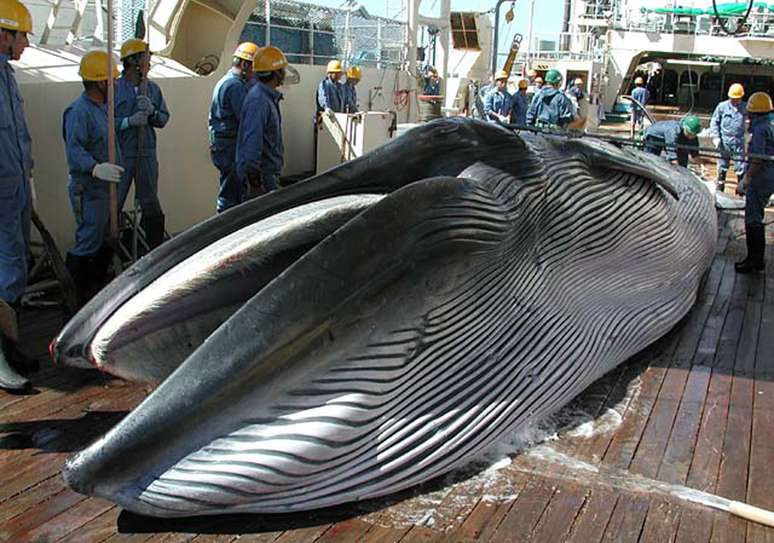 Anúncio de continuação da caça à baleia causou críticas por parte de defensores dos animais