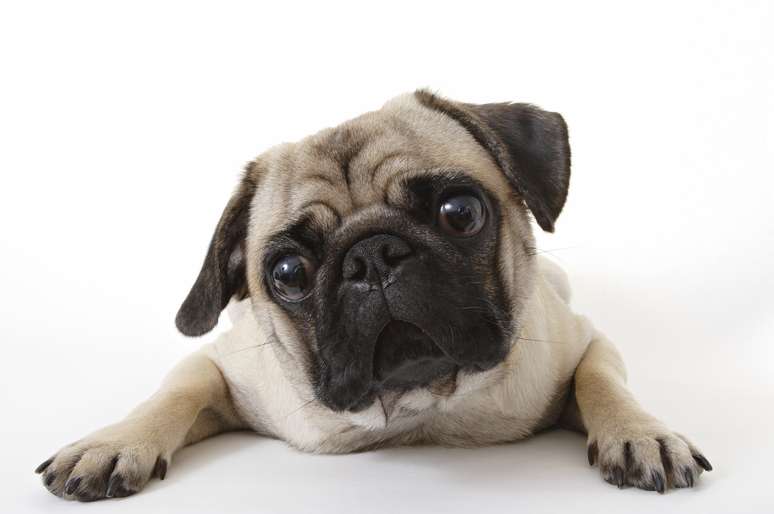 Focinho achatado, característica dos pugs, pode causar complicações na saúde do pet