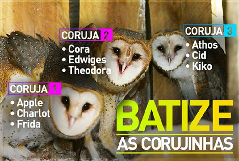 <p>Cada coruja tem três opções de nomes para serem escolhidos</p>