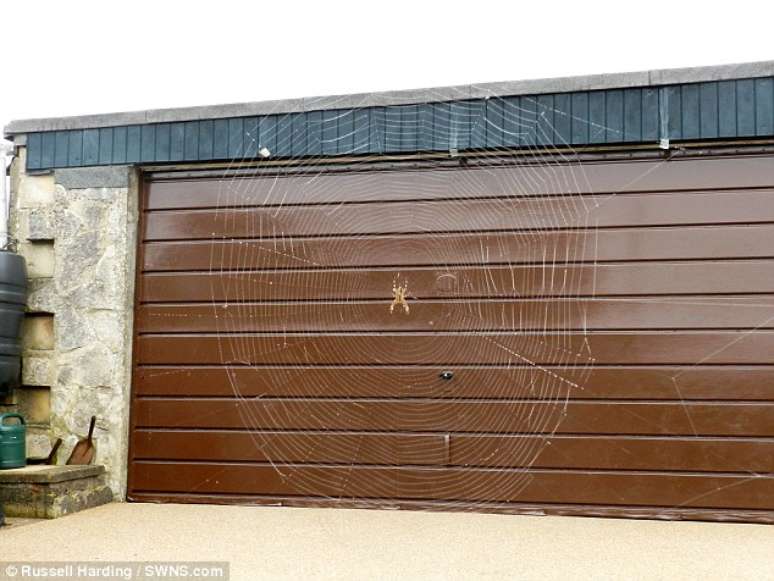 A aranha tinha mais de seis centímetros e a teia, quase dois metros