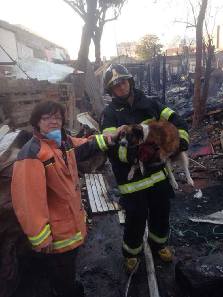 Cão foi salvo pelos bombeiros em incêndio no Brás, na última sexta