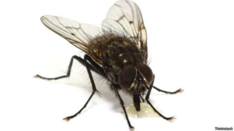 <p>Acredita-se que as moscas carreguem tantos patógenos porque se alimentam de substâncias líquidas ou semilíquidas - muitas vezes fezes</p>