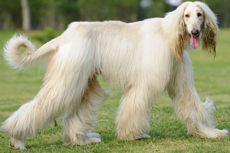 <p>Afghan hound</p><p>&nbsp;</p>