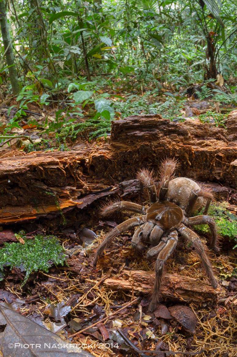 O cientista encontrou a aranha em floresta na Guiana