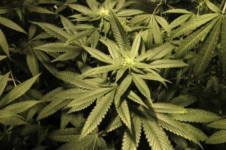<p>Implantação da lei que autoriza o cultivo de <em>cannabis</em> está em andamento no Uruguai</p>