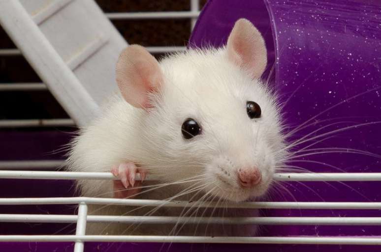 <p>Pelo menos 80% dos ratos tiveram melhoras significativas em seus quadros de saúde</p>