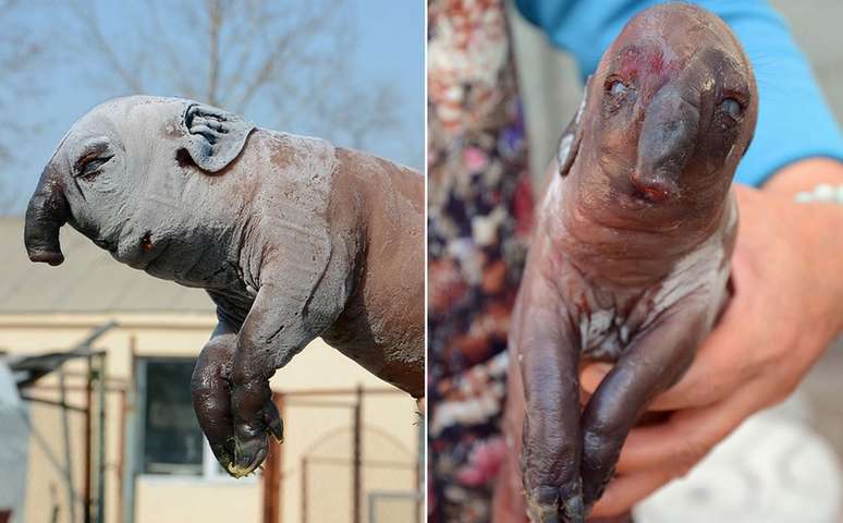 <p><strong>Terça-feira (21/10) -</strong> Porco-elefante nasce com tromba na China e assusta donos</p>