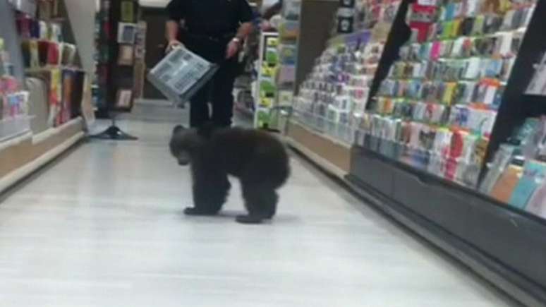 Filhote de urso invade loja nos EUA 