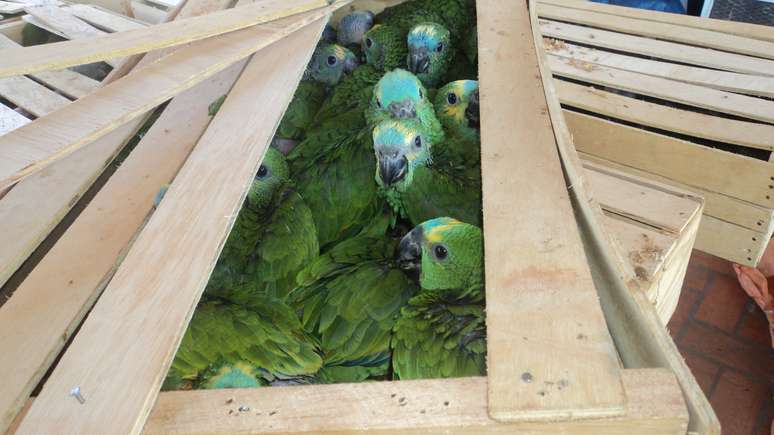 Filhotes de papagaios estavam escondidos em caixas de madeira