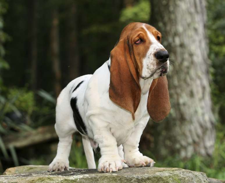 Basset Hound 