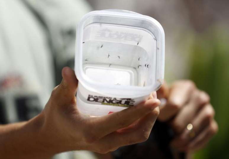 <p>Mosquitos da dengue são mostrados no Rio de Janeiro em 24 de setembro de 2014</p>