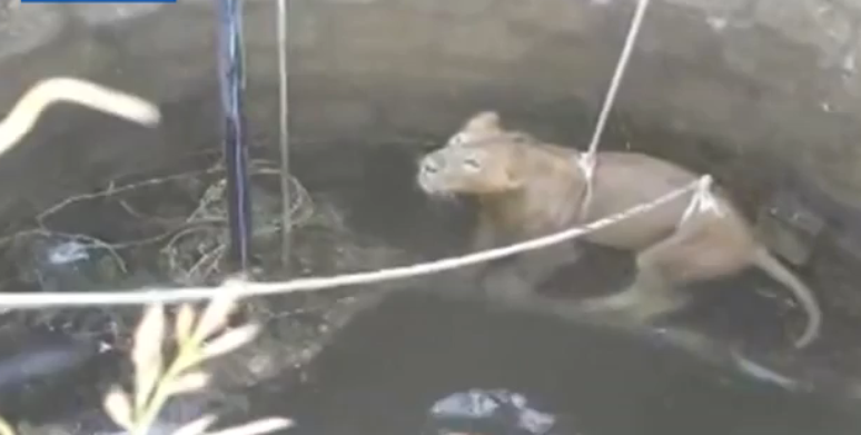 O leão foi resgatado de poço de água profundo