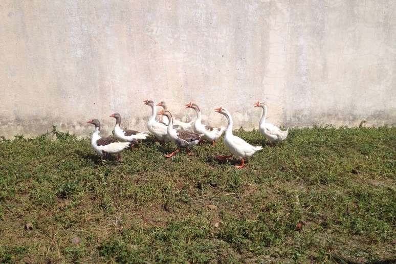 <p>As aves podem atacar invasores que insistem em uma aproximação</p>