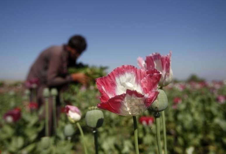 Afagão trabalha em plantação de papoula na província de Jalalabad. 17/04/2014