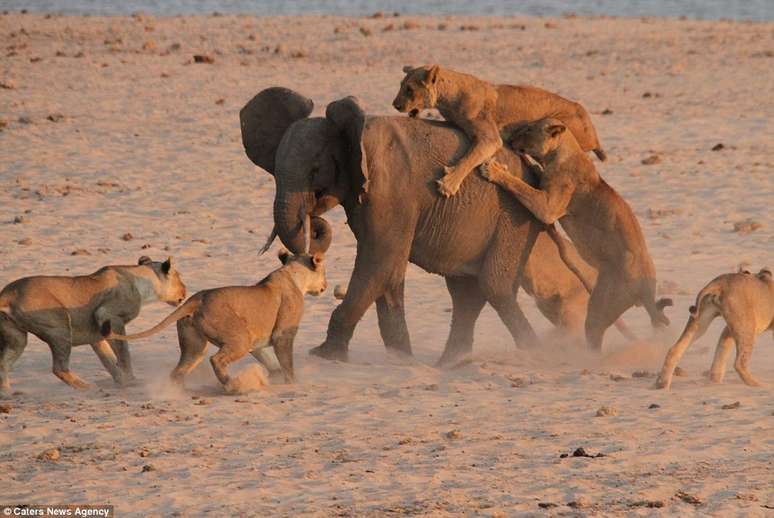 Elefante conseguiu se defender dos ataques dos felinos em parque da Zâmbia