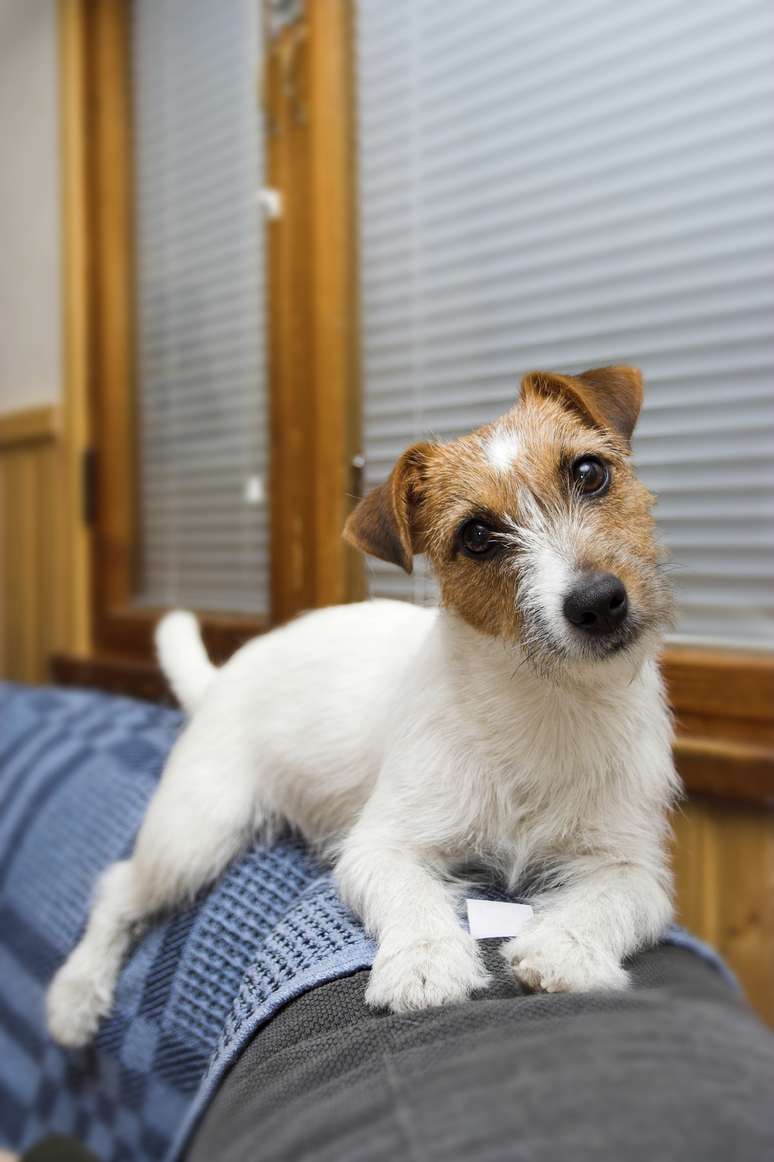 <p>Cachorros estão sendo clonados na Coréia do Sul</p>