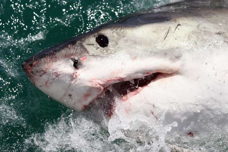 Tubarão teria comido corpo humano, segundo pescadores (foto ilustrativa)