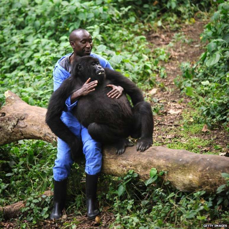 <p>Gorilas est&atilde;o no centro de disputas sobre o parque, que envolvem a extra&ccedil;&atilde;o de petr&oacute;leo</p>
