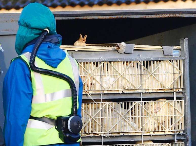 La gripe aviar en Europa posiblemente afecte a otras poblaciones de aves y podría infectar a algunas personas, pero es muy poco probable que se produzca una transmisión a gran escala entre la población humana, dijo el martes la Organización Mundial de la Salud. En la imagen, responsables sanitarios se llevan cajas llenas de patos en una granja en Nafferton, Inglaterra, el 18 de noviembre de 2014