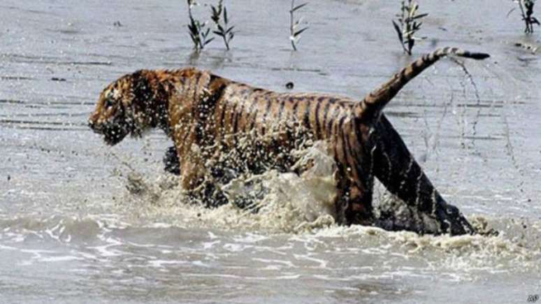 Pescador vira lenda após sobreviver a três ataques distintos de tigres 