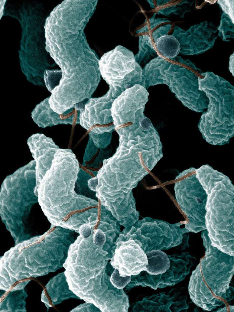 A bactéria pode ser fatal e matou 100 pessoas na Inglaterra o ano passado