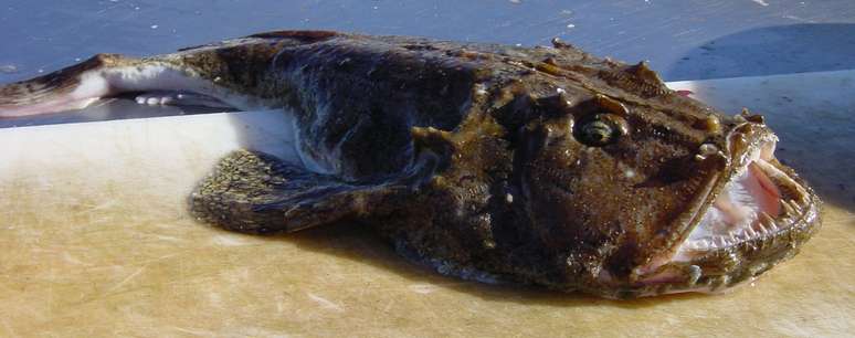 Imagens raras foram captadas por cientistas americanos e mostra tamboril no fundo do oceano