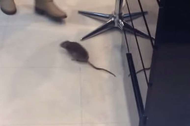 <p>Uma equipe de vendedores conseguiu capturar o rato, enquanto alguns curiosos registravam o episódio</p>