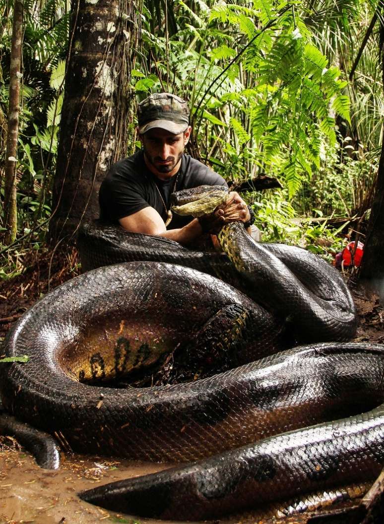 <p>Naturalista mede o dobro do tamanho de uma presa comum da sucuri</p>