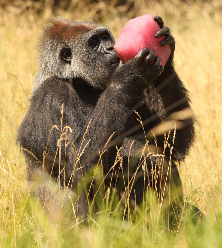 Assim como humanos e chimpanzés, os gorilas também são capazes de digerir o etanol - ao contrário do orangotango que vive em árvores