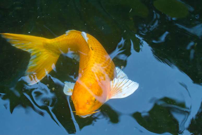 As carpas douradas são muito usadas em projetos de jardinagem e paisagismo, que vêm dando impulso ao mercado de peixes ornamentais