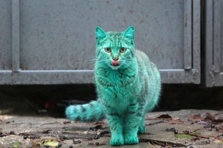 O misterioso gato verde é fotografado em Varna, Bulgária