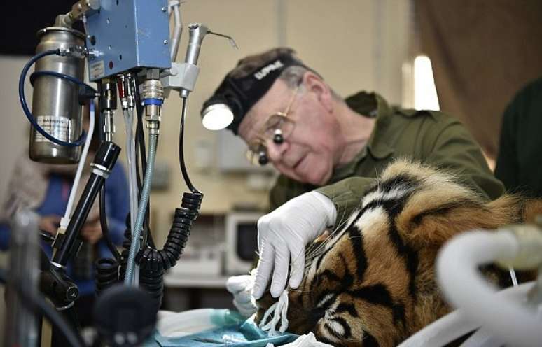 Tigre-de-sumatra passa por cirurgia nos dentes na Inglaterra