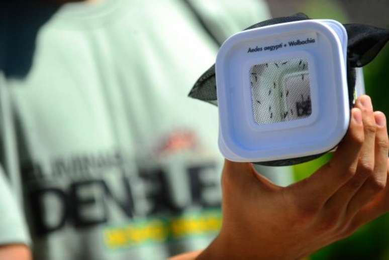 <p>Prefeitura vai fazer a&ccedil;&atilde;o para evitar a prolifera&ccedil;&atilde;o do mosquito da dengue</p>