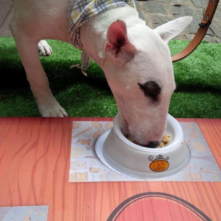 Os animais se deliciam com as comidas preparadas pelo La Pet Cuisine