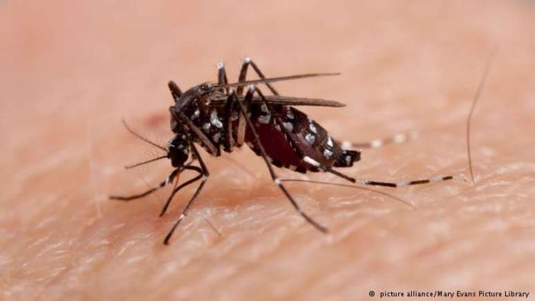 A febre chikungunya também pode ser transmitida pelos mosquitos Aedes aegypti e Aedes albopictus